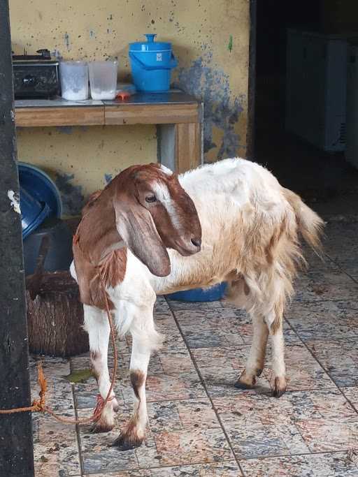 Kambing Aqiqah H Bahram 7