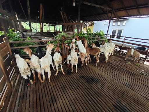 Kambing Aqiqah H Bahram 5