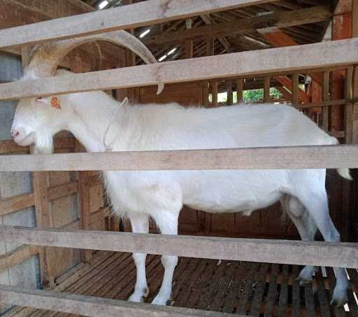 Susu Kambing Slawi 5