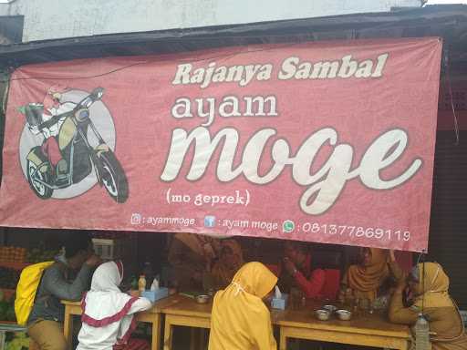 Ayam Moge 10