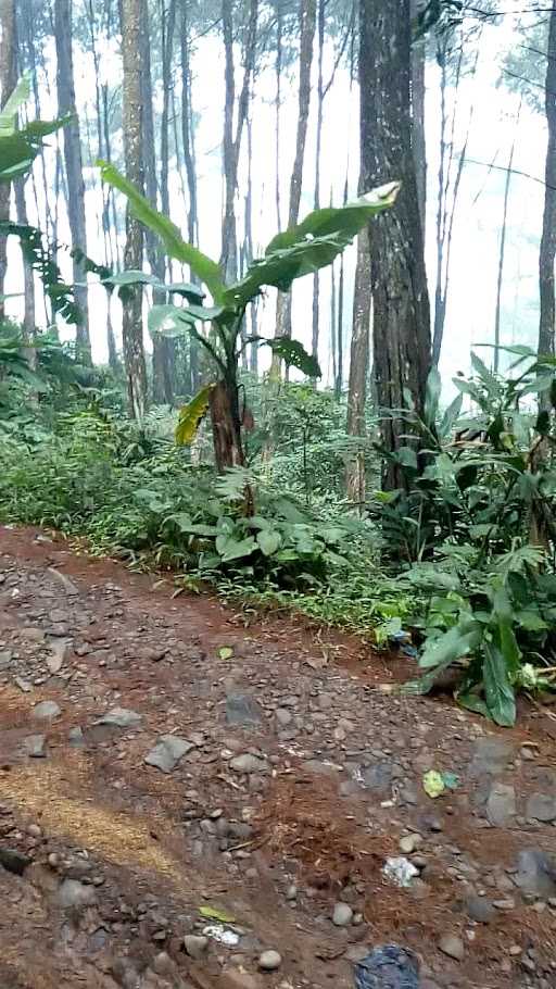 Warung Kopi Tengah Hutan 6