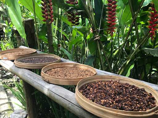 Honeybee Farm & Luwak Coffee Agrotourism Tdt 3