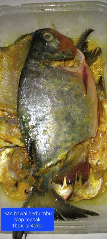 Fish_Angan 2