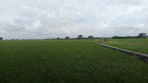 Soto Tangkar Pinggir Sawah 5