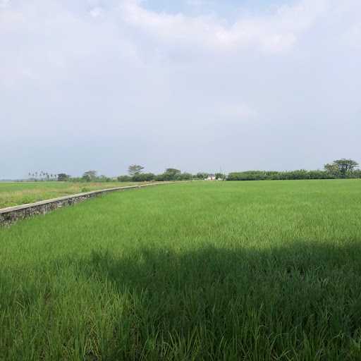 Soto Tangkar Pinggir Sawah 4