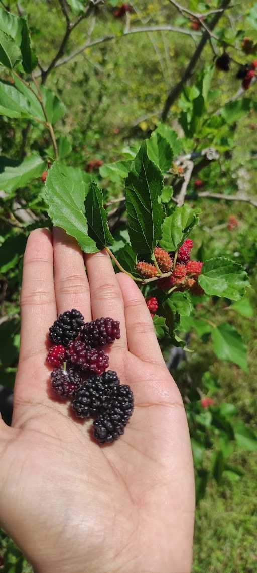 Kebun Sekrakal Polaman 3