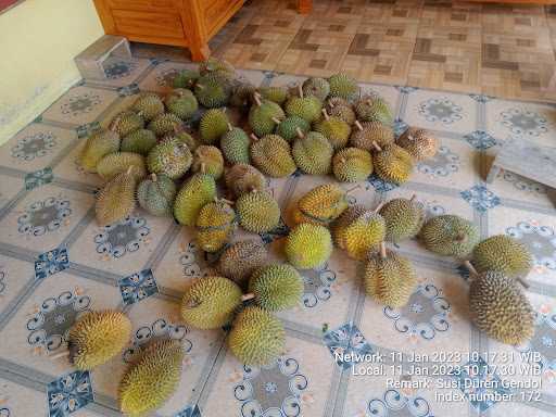 Durian Susi Yu Warni 2