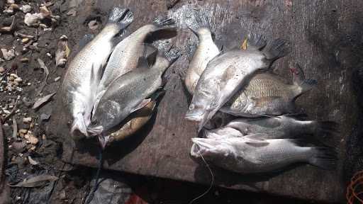 Mancing Bagan Muara Gembong 3