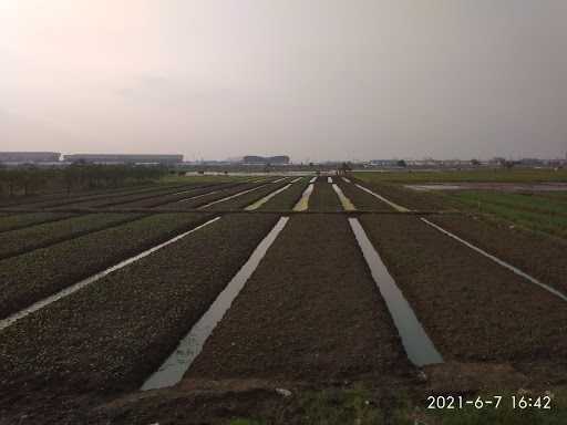 Waroeng Sawah 6