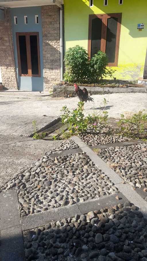 Ayam Bakar Ayam Goreng Pak Din 6