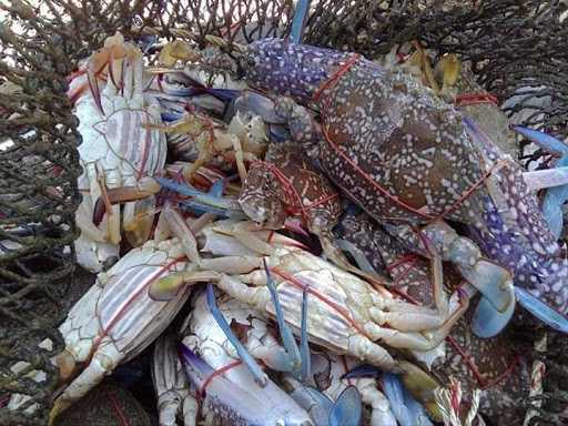 Masakan Seafood Mamak Kembar 10