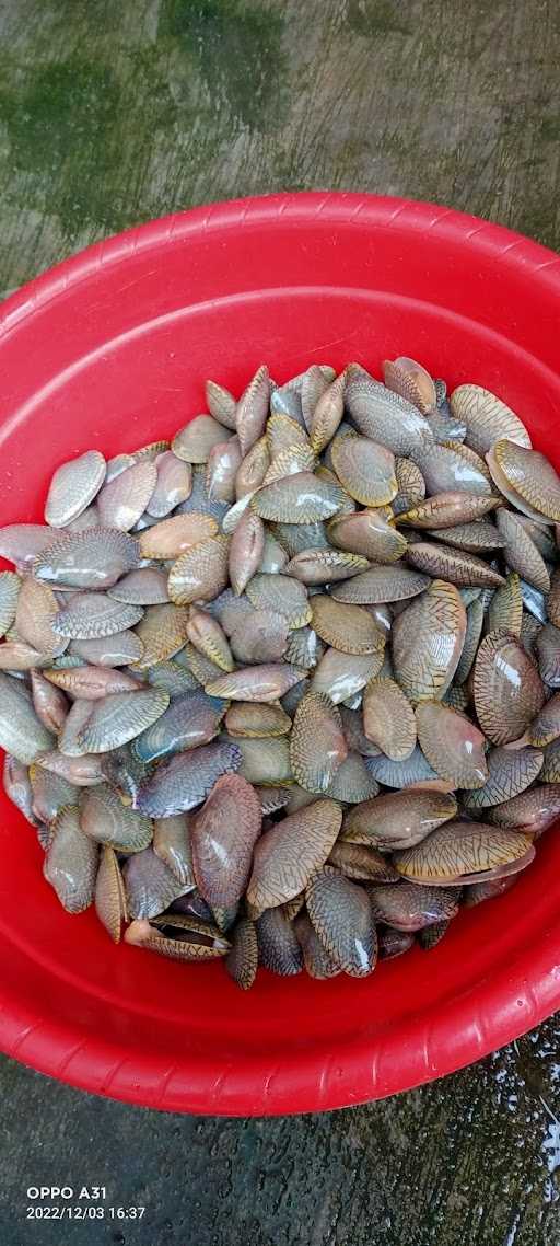 Seafood Kerang Hijau 6