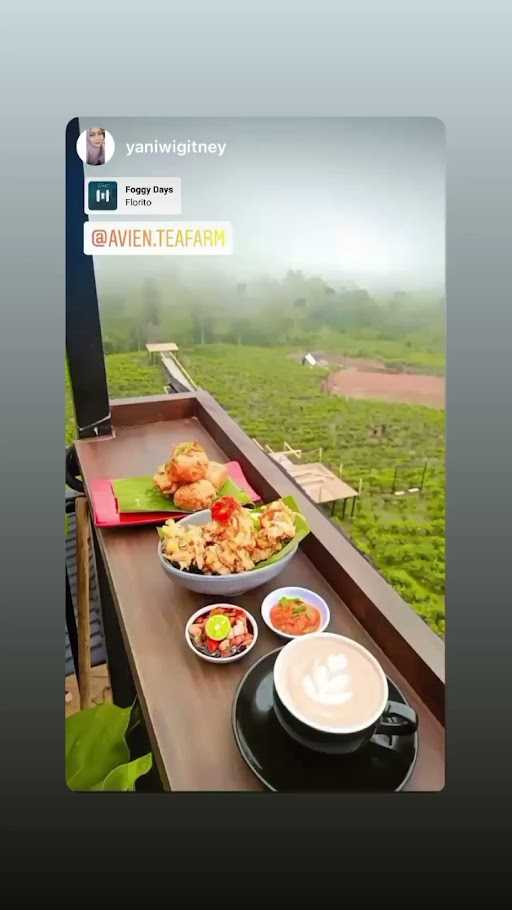 Avien Tea Farm 9