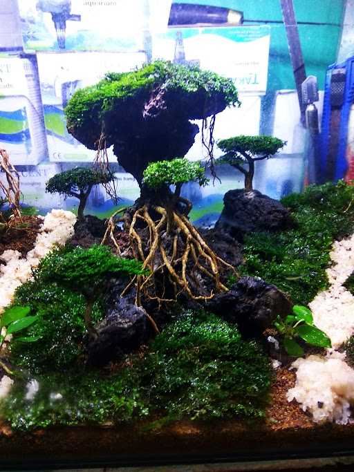 Abuy Aquascape 2