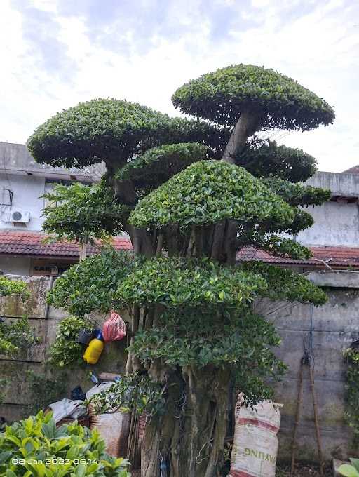 Pondok Es Kelapa Muda Arjuna 2