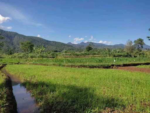 Kopi Lereng Gunung Prautlogopayung 2