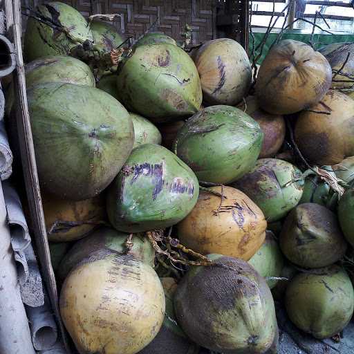 Bale Grosir Kelapa Muda 4