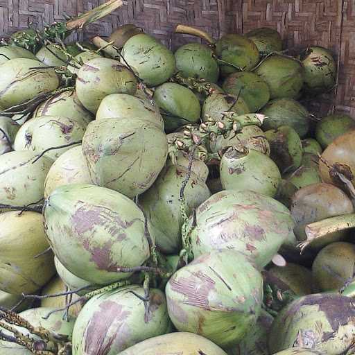 Bale Grosir Kelapa Muda 3