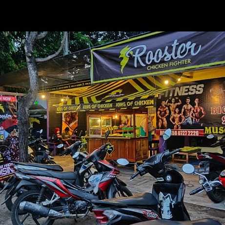 Rooster Chicken Cangkring 2