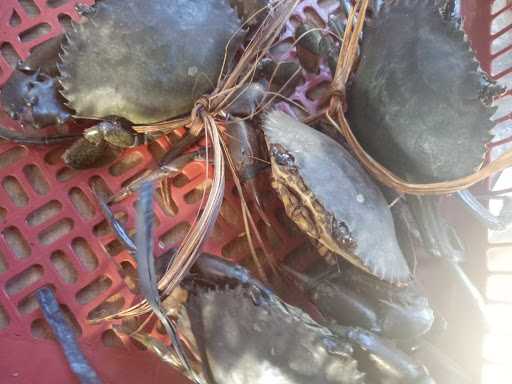 Area Kerang - Wowcrab 1