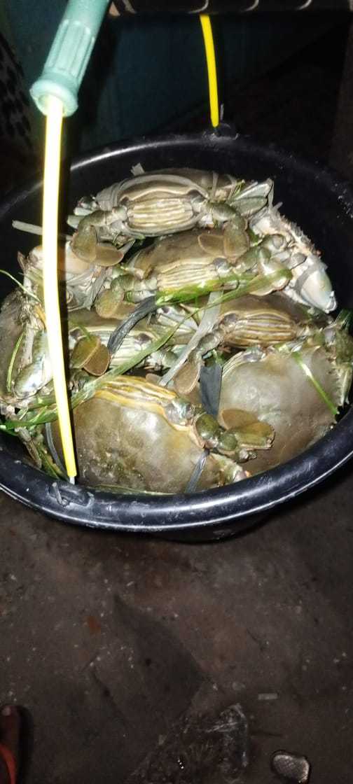 Raja Seafood Lembangsari 3