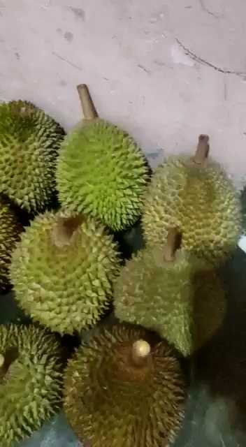 Raffa Durian 7