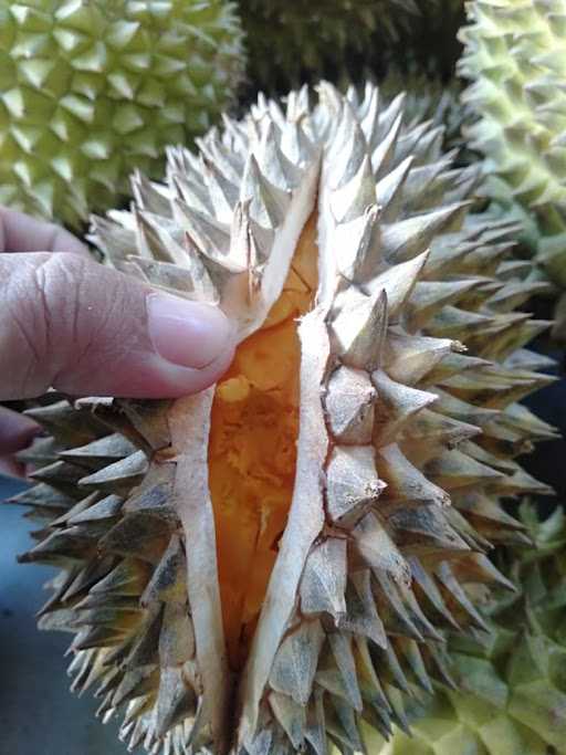 Raffa Durian 6
