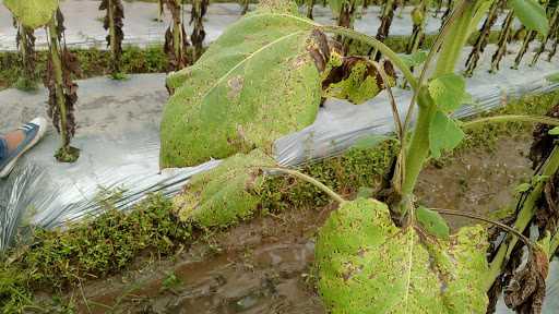 Mie Ayam Mbah Anab 10