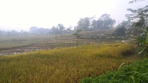 Saung Sawah Gede 7