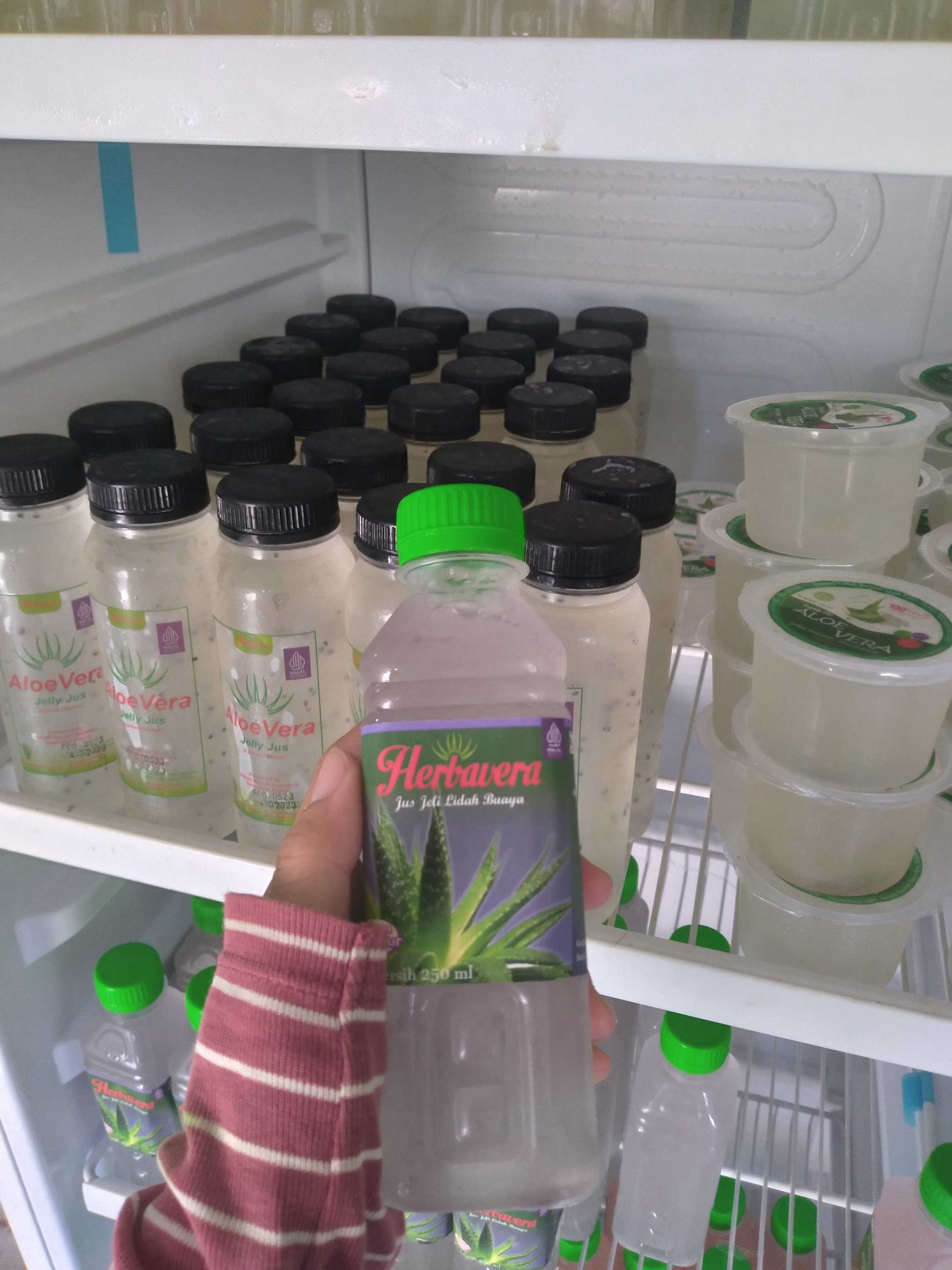 Herbavera Indonesia: Rumah Produksi Olahan Aloevera Lidah Buaya 6