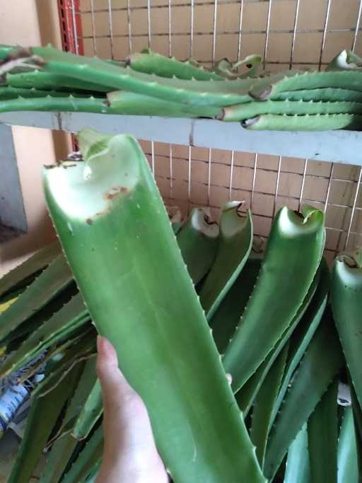 Herbavera Indonesia: Rumah Produksi Olahan Aloevera Lidah Buaya 4