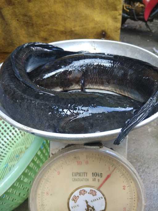 Agen Ikan Palembang 1