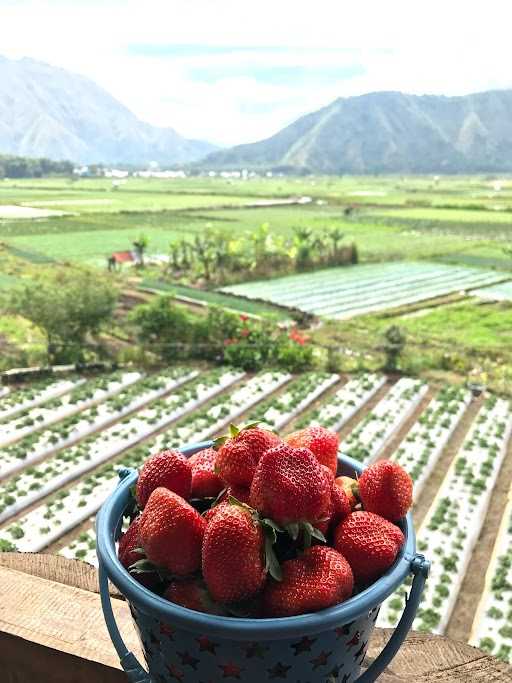 Kebun Setrowbery 8