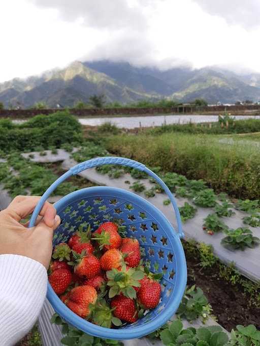 Kebun Setrowbery 7