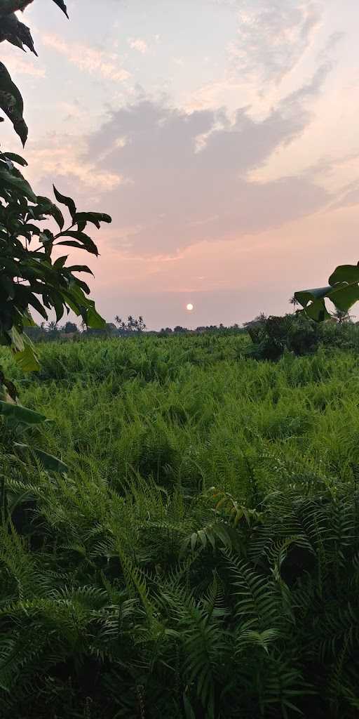 Pemancingan Kiloan Ikan Mas, Nila ,Bawal 10