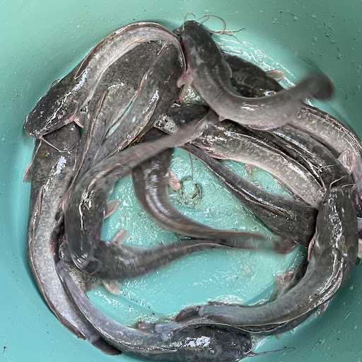 Pasar Ikan Perbatasan 4