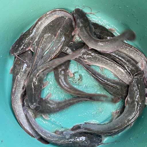 Pasar Ikan Perbatasan 7