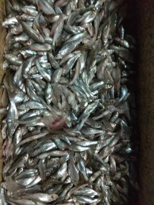 Depot Ikan Laut Mas Budi 2