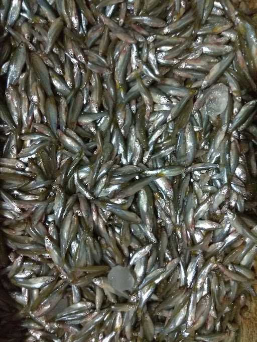 Depot Ikan Laut Mas Budi 3