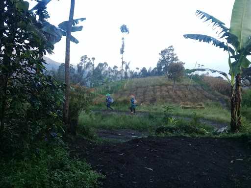 Kebun Galuma 3