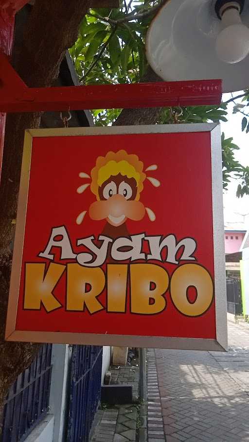 Ayam Kribo 8