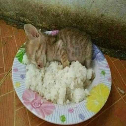 Nasi Kucing Ori 3