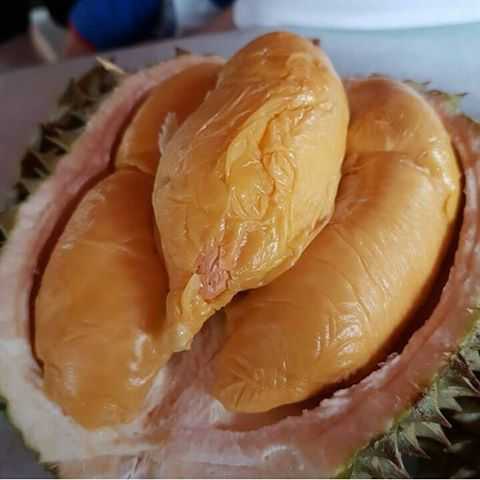 Sudadi Durian Montong 9