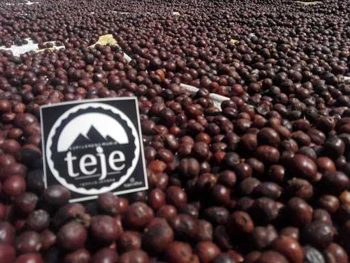 Tejecoffee 9