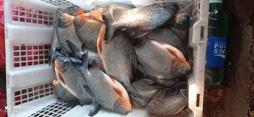 Usaha Jaya ( Jual Ikan Segar ) 5