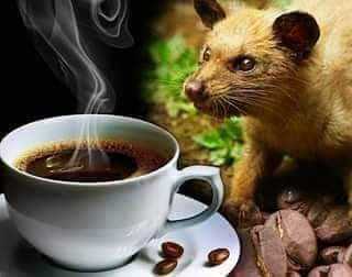 Laksmi Bali Luwak Coffee 2