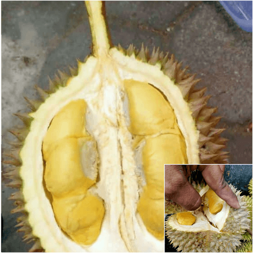 Durian Emas Pati 7