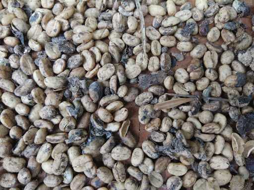 Bali Geo Luwak Coffee 6