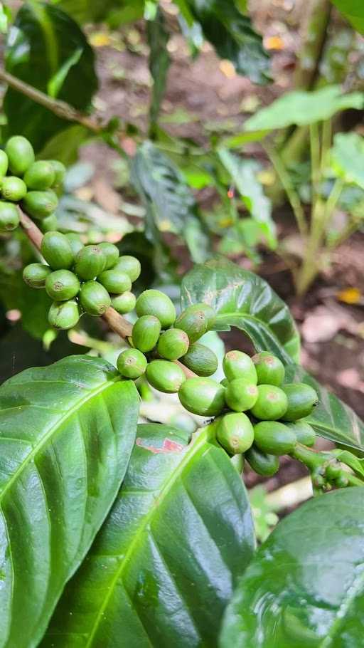 Tegal Wangi Luwak Coffee 10