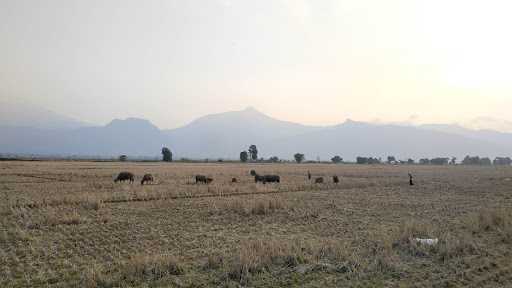 Warung Sawah Pak Reben 9